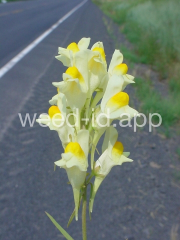 toadflax, yellow